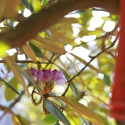 Rhododendron an Spritzdüse. Ostersonntag, 12.04.2020